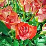 Iberflora 5